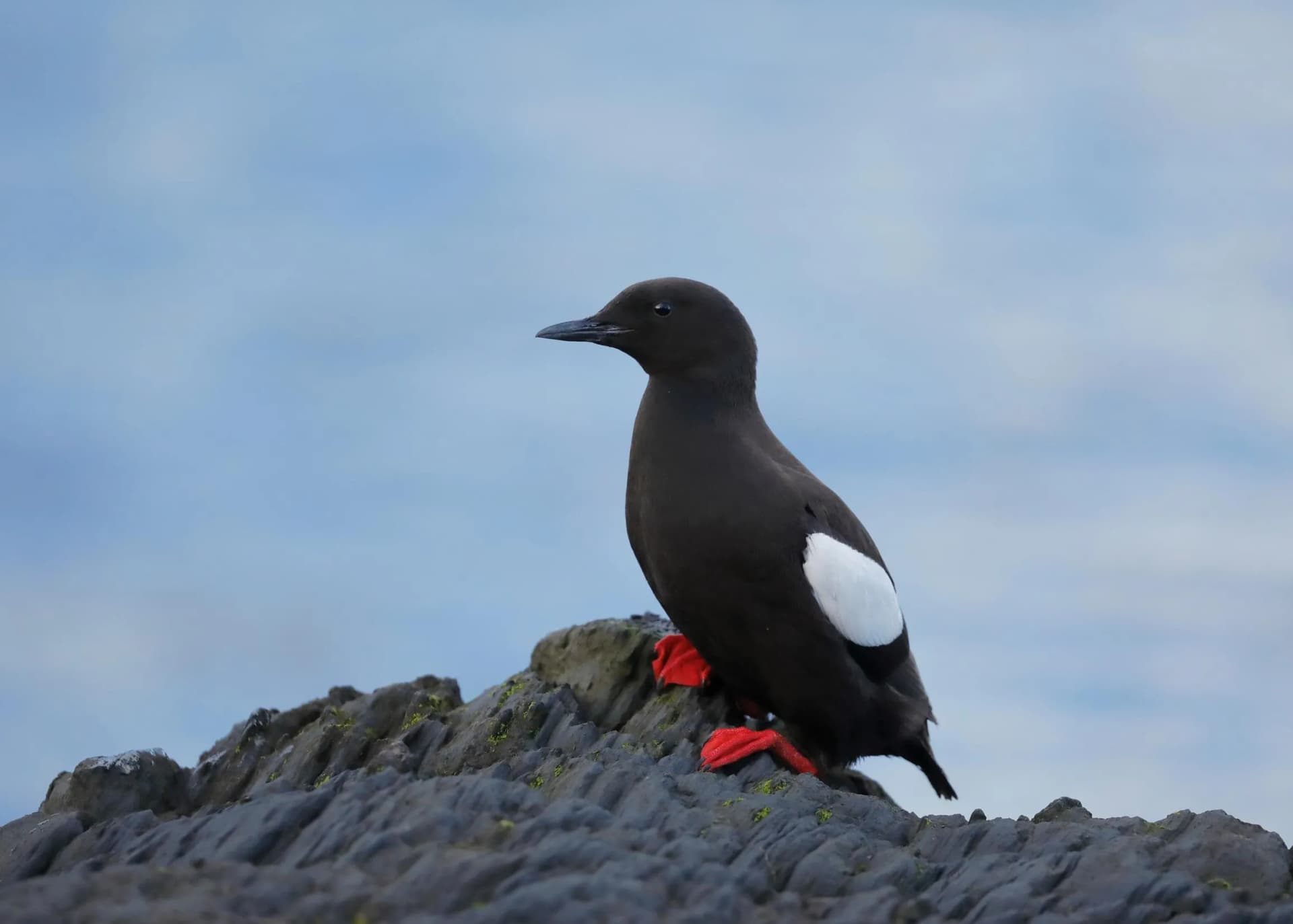 A Black Guillemot stood on a group of rocks, taken from the RSPB website